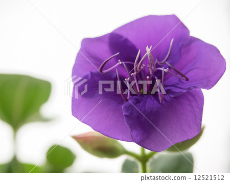Purple Konno peony with long stamina 12521512