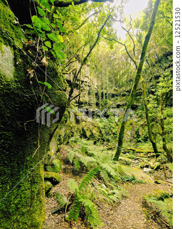 Forest on La Palma, Canary Islands 12521530