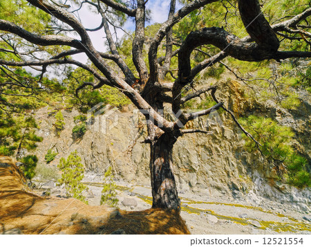 Caldera de Taburiente National Park on La Palma 12521554