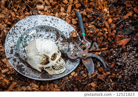 Human skull on stainless plate and coconut coir fiber 12521823