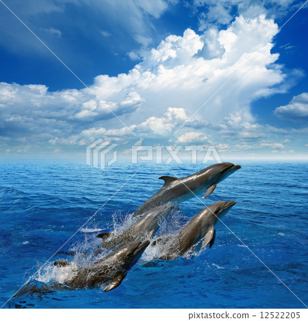 Dolphin jumping Dolphin jumping 12522205