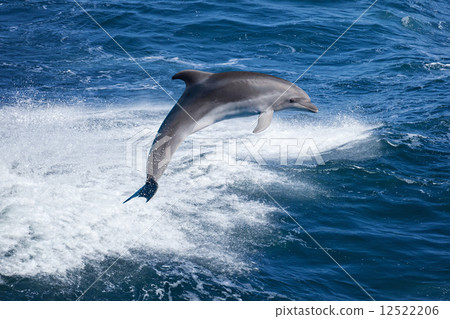 Dolphin jumping Dolphin jumping 12522206