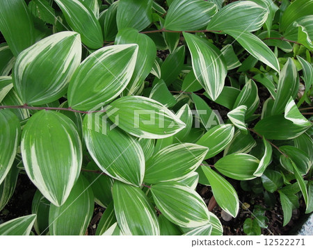 Amadoro or Naruko lily? 12522271