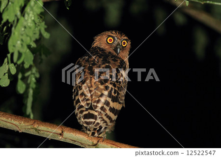 Malay worm owl Malay worm owl 12522547