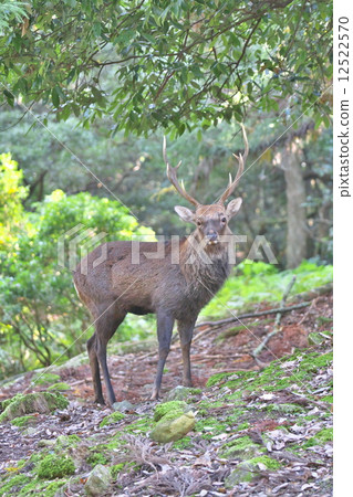 一隻鹿 12522570