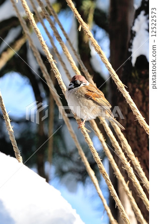 野鳥 12522573