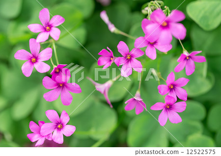 Murasaki Kabaki 12522575