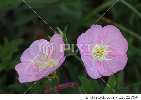 Natural plant Hiraki Tsukimisawa, like flowers that enlarged the same companion "Yuge Shaw". Since the name is blooming from daytime Natural plant Hiraki Tsukimisawa, like flowers that enlarged the same companion "Yuge Shaw". Since the name is blooming from daytime 12522764