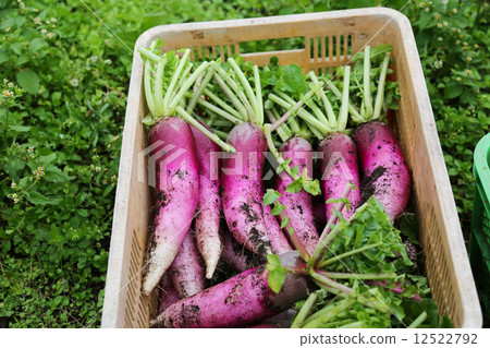 The freshly harvested red radish of the morning mist cloud The freshly harvested red radish of the morning mist cloud 12522792