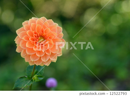 Dahlia blooms Dahlia blooms 12522793