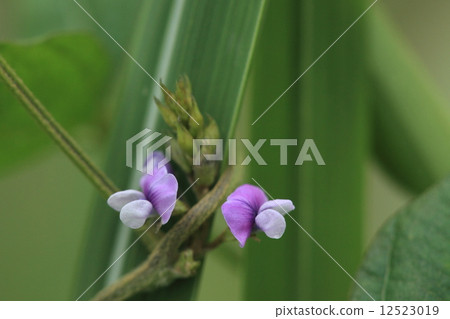 It is said to be a natural plant soy bean, soybean. It is reasonable and young in fact is small but it looks just like a green soybean. It is said to be a natural plant soy bean, soybean. It is reasonable and young in fact is small but it looks just like a green soybean. 12523019