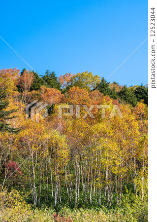 Autumn leaves of the plateau 12523044