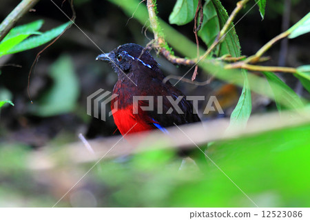 蘇門答臘亞羅斯托 12523086