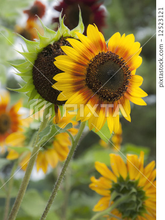 花 花 12523121
