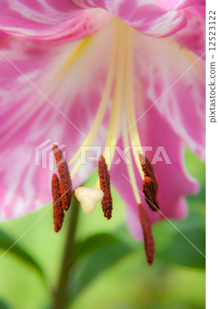 花 花 12523122