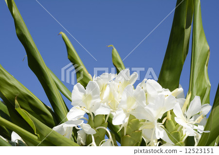Hanasukusha's flower and blue sky 12523151
