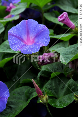 Flowers Flowers 12523230