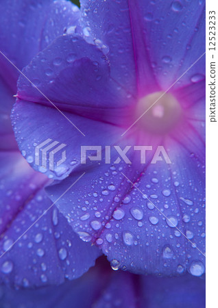 Flowers Flowers 12523233