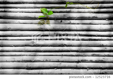 new life on the timber wall . 12523716