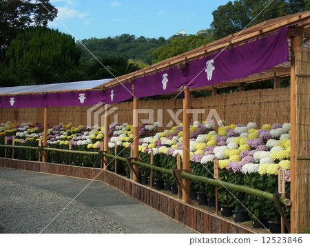 Kikuhana Exhibition 12523846