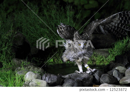 北海道Rausu-cho的四十歲的貓頭鷹 12523872