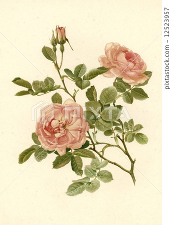 Antique illustration "rose" Antique illustration "rose" 12523957