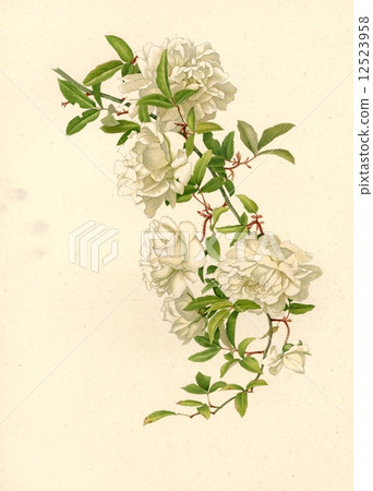 Antique illustration "rose" 12523958