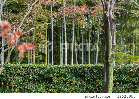 Katsura Rikyu Kawabata的Satsuragi Katsura Rikyu Kawabata的Satsuragi 12523993