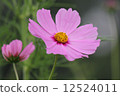 Cosmos 12524011
