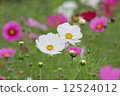 Cosmos 12524012