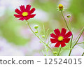 Cosmos 12524015