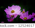Cosmos 12524017