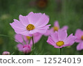 Cosmos 12524019