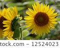 sunflower	 12524023