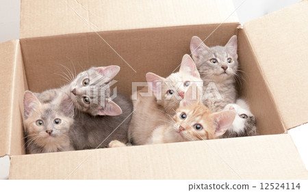 funny little kittens in a box 12524114