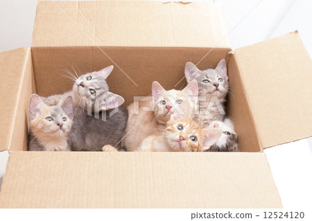 funny little kittens in a box 12524120