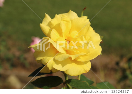 Rose Anson Knee Meian 12524327