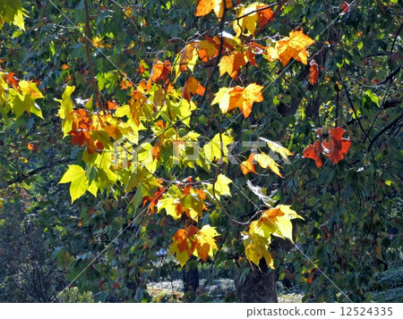Momiji busses Kakenoki Momiji busses Kakenoki 12524335