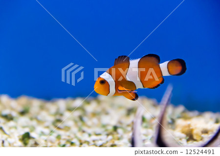 Clown fish Clown fish 12524491