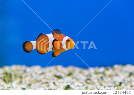 Clown fish 12524492
