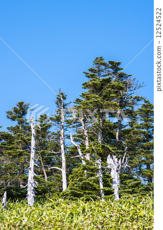 山的死樹 12524522