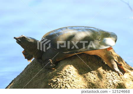 Sunbathing with living beings reptiles, turf in the park's pond. I did not run away even though I was feeling better 12524668