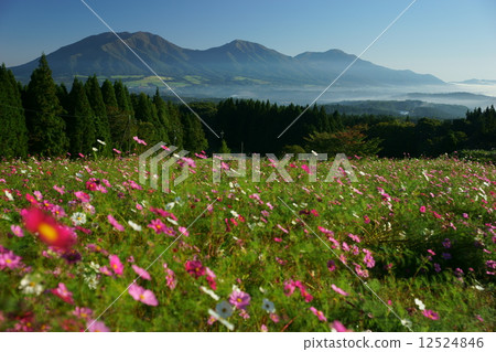 Yuzan Sansei and Cosmos Field 12524846