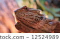 Phantom bearded lizard 3 12524989