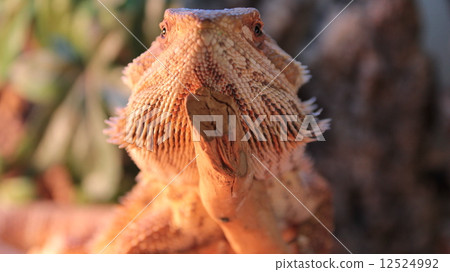 Phantom bearded lizard 6 Phantom bearded lizard 6 12524992
