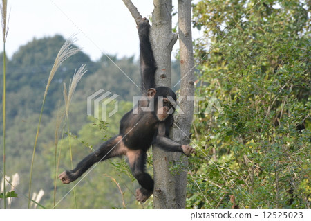 在動物園孩子的黑猩猩 12525023