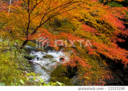 Autumn leaves of the Yukawa Valley Autumn leaves of the Yukawa Valley 12525290