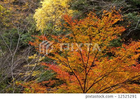 Autumn leaves of the Yukawa Valley 12525291