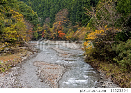 Autumn leaves of the Yukawa Valley 12525294