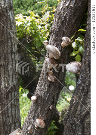 Shiitake mushroom log Shiitake mushroom log 12525613